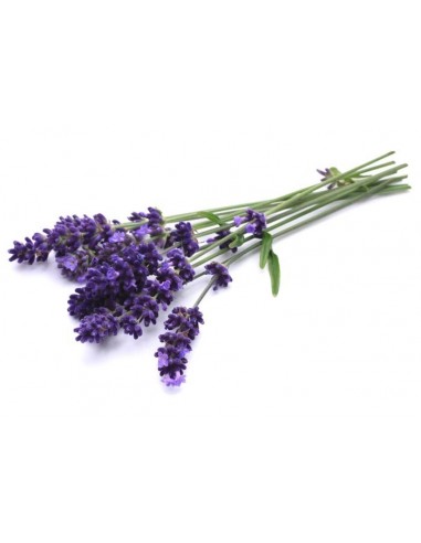 Olio Essenziale di Lavanda vera BIO (Lavandula officinalis)